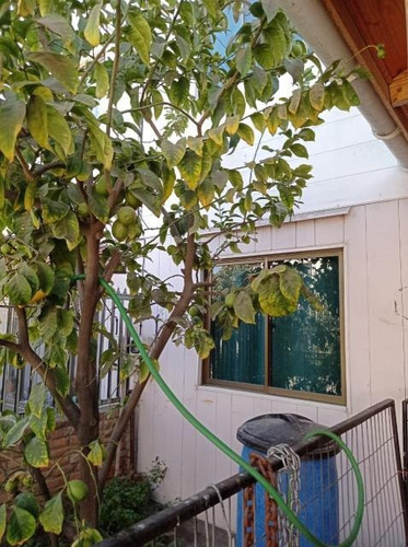 Imagen 6 de 8 de Casa Monseñor Alvear/weber