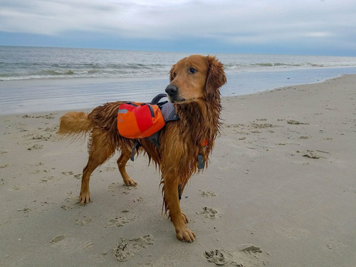 Multiusos Vida De Perro Chamarra Mochila