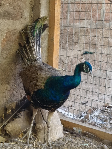 Pavos Reales Azules