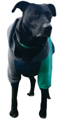 Buzos Abrigos Ropa Para Perros Diseño Calidad