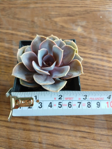 Echeveria Perle Von Nuremberg 30 Pzas Envio Dhl