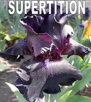 Comprar 3 Rizoma De Lirios Barbados O Iris Germánica Supertitions