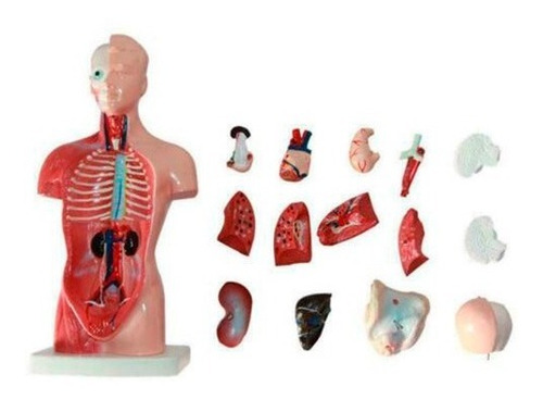 Imagen 1 de 8 de Cuerpo Humano Anatómico Médico / Órganos Internos / 28 Cm