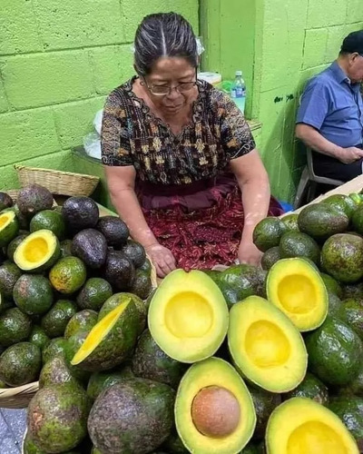 Aguacate Gigante Criollo