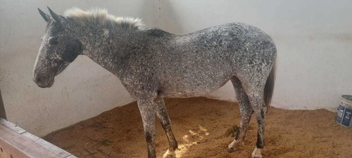 Imagen 1 de 4 de Pocahontas Hermosa Yegua Appaloosa Al Parir.