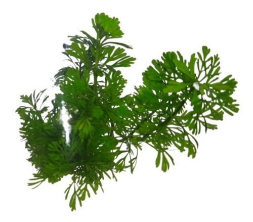 Limnophila Sessiliflora - Pinheirinho (in Vitro)