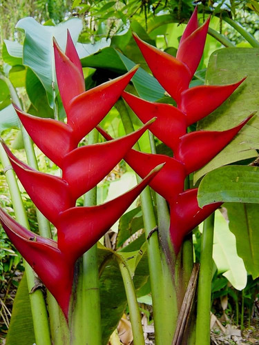 Muda Heliconia Bihai - 37cm (1 Muda) Pássaro-de-fogo