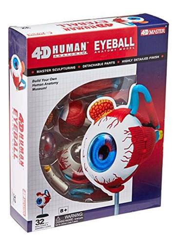 Modelo Anatomico Ojo Globo Ocular Eyeball Anatomy 4d 32 Pzs