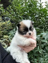 Comprar Lulu De Pomerania Súper Mini! Machito