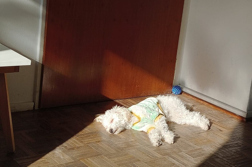 Guarderia Canina + Traslado. Cuidado Y Seguridad