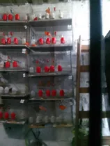 Comprar Jaulas De Canarios