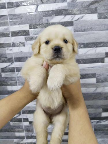 Se Vende Hermosos Cachorrito A Golden Retriever