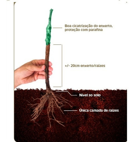 Kit 5 Mudas De Uva Enxertada - Variedades Sem Sementes