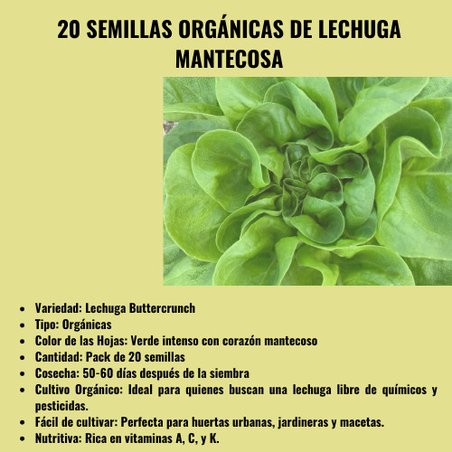 Semillas Organicas De Lechuga Mantecosa, Buttercrunch
