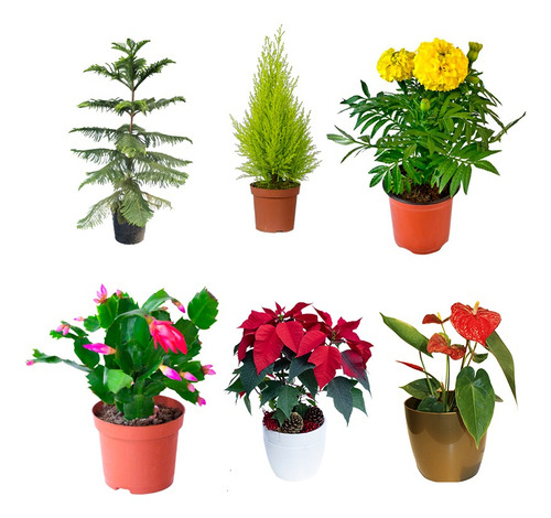 Cipres Arbol De Navidad Planta