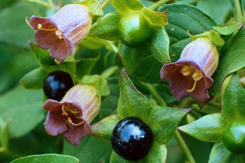 Flor Beladona Atropa Belladonna Sementes P Muda Frete Rápido
