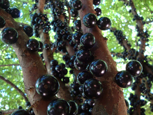 Plantas Jabuticaba Plinia Cauliflora