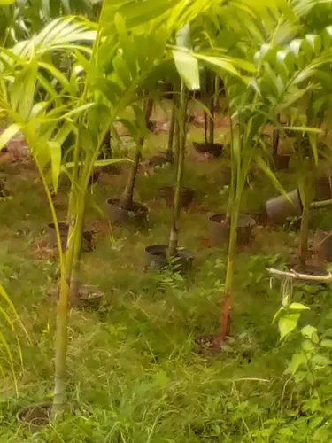 Plantas Chaguaramos Enanos
