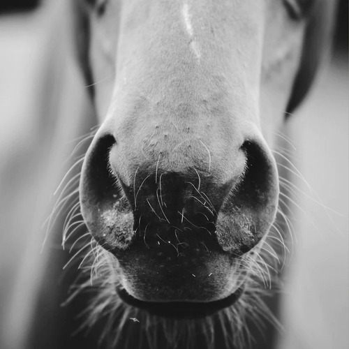 Sesión De Equinoterapia - Descubre El Bienestar Con Caballos