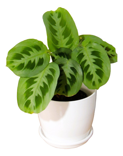 Planta Interior Maranta Sapito C/maceta12 Premium Plato