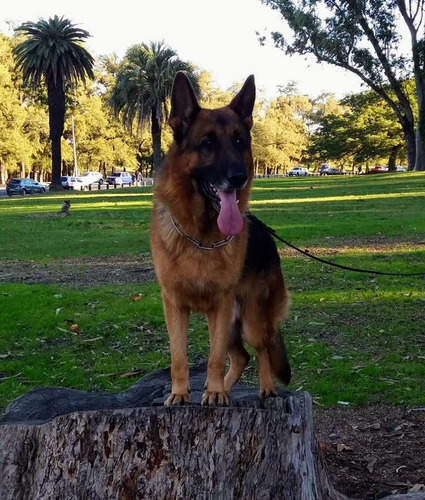 Imagen 2 de 10 de Cachorros Ovejero Alemán