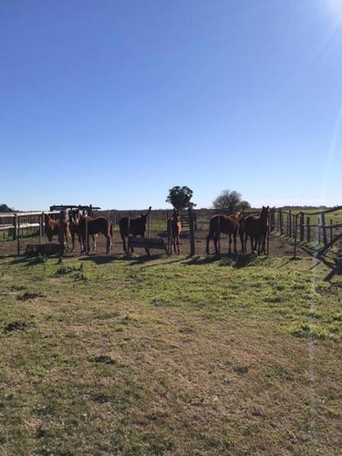 Imagen 14 de 17 de Campo En Venta En Ruta 30 A Metros Sociedad Rural 15
