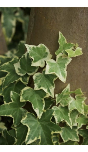 Kit 6 Muda Hedera Helix Variegata- Hera Variegata Trepadeira