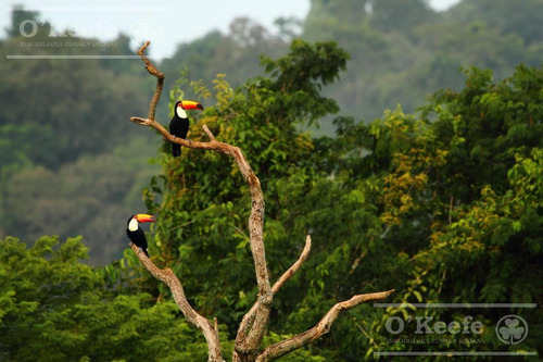 Imagen 17 de 30 de Grandes Extensiones De Bosque Nativo En Misiones - Bonos Verdes- Ideal Conservacionistas