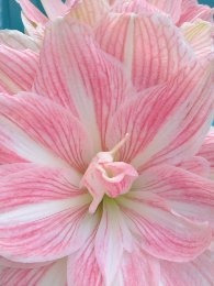 Bulbo Amaryllis Exotico Pretty Nymph. Caba. Envíos