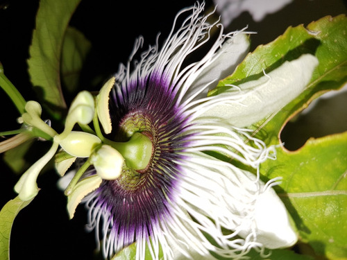 Planta De Maracuyá (50cm)- Mburucuyá (el De Fruta Amarilla)