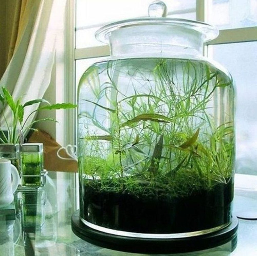 100 Semillas De Planta Acuatica Juman