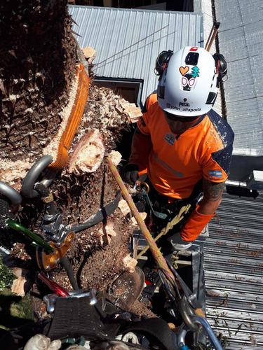 Imagen 1 de 5 de Poda En Altura Profesional (poda,tala De Arboles Y Palmeras)