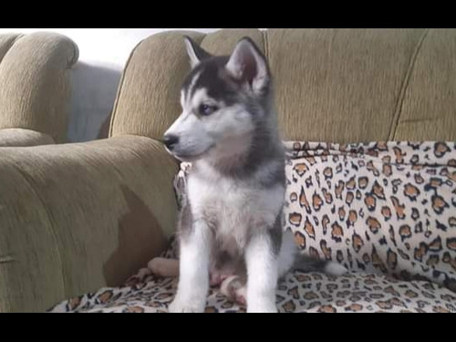 Siberiano Husky