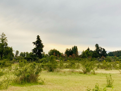 Sitio De 8 Ha Con 3 De Eucaliptus, En Sector Coreo-quilleco