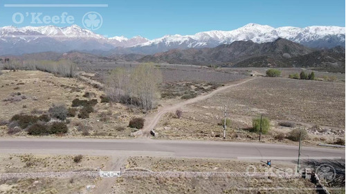 Imagen 18 de 30 de Campo En Venta En Tupungato De 30000 Has - Viñedos De Altura - Nogales - Desarrollo Inmobiliario