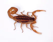 Comprar 100 Alacranes Comestibles, Insectos Gourmet Mx