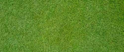 Semillas Pasto Zacate Bermuda Triangle Sin Cascara Imported