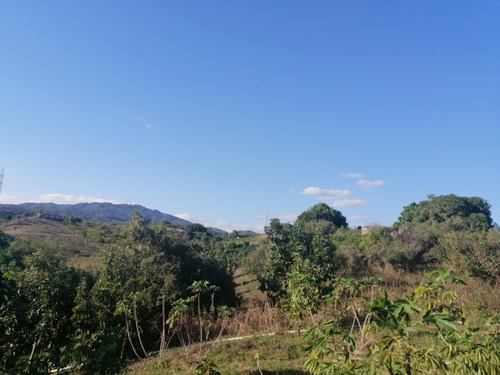 Finca En San Cristóbal Sembranda De Aguacate