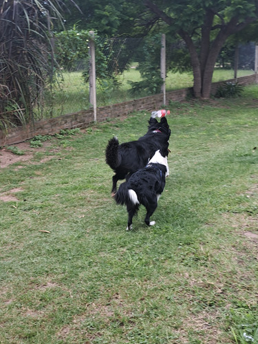 Borden Collie