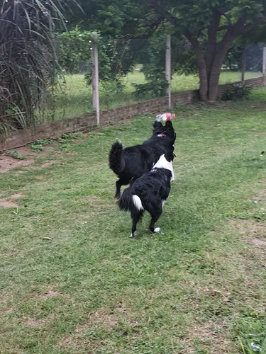 Borden Collie