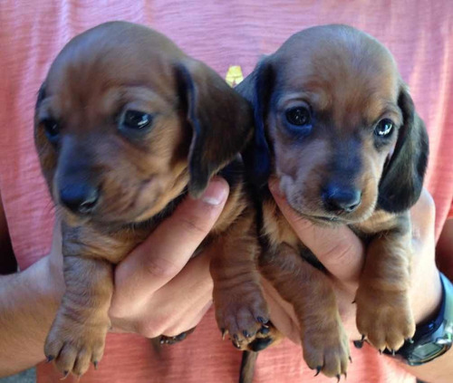 Salchichas Dachshund Muy Mini