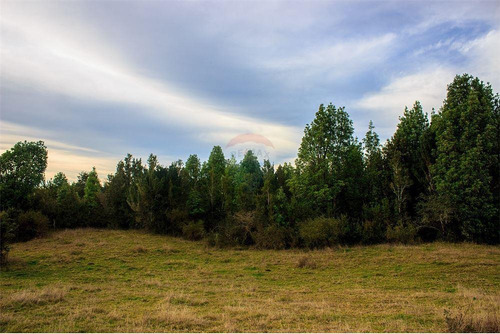 Imagen 23 de 30 de Parcela Disponible - Chiloe