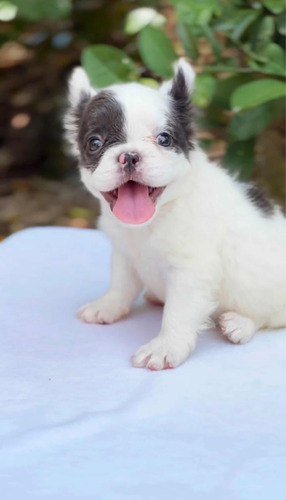 Cachorra Bulldog Francés Fluffy Exótica Hembra