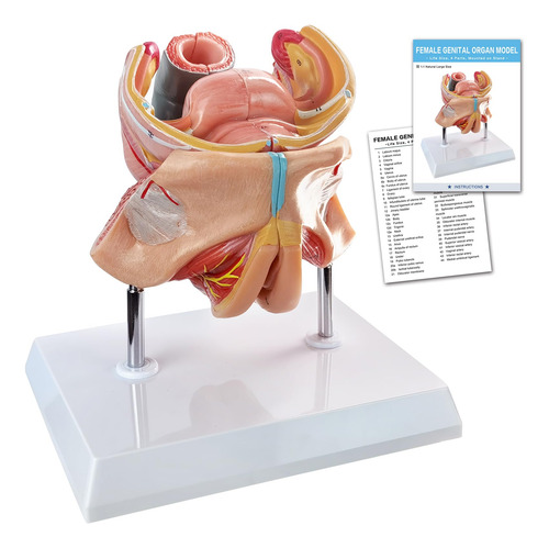 Modelo Anatomico De Organos Genitales Femeninos Humanos.