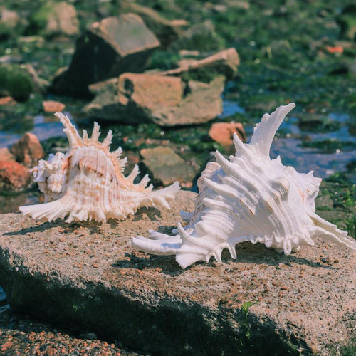 Adorno De Concha De Caracol Para Acuario, 11 A 13 Cm