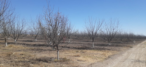 Terreno Con Nogales En Venta En San Pedro De Las Colonias, Coahuila