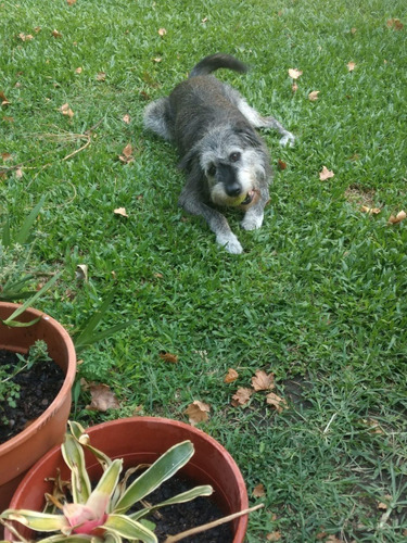 Imagen 2 de 6 de Pensionado Canino