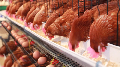 Gallinas Ponedoras+ Producción Huevos Pollos