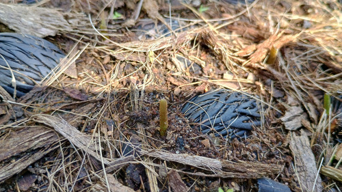 15 Sementes Palmeira Rabo De Raposa Pré-germinada P/plantio