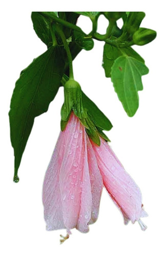 Malvavisco / Hibisco Colibri - Cor Rosa - Muda Por Estaquia